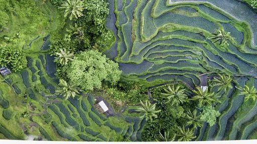 rice fields in very green colors