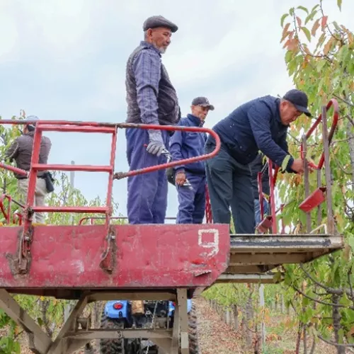 Agricultural workers on forklift
