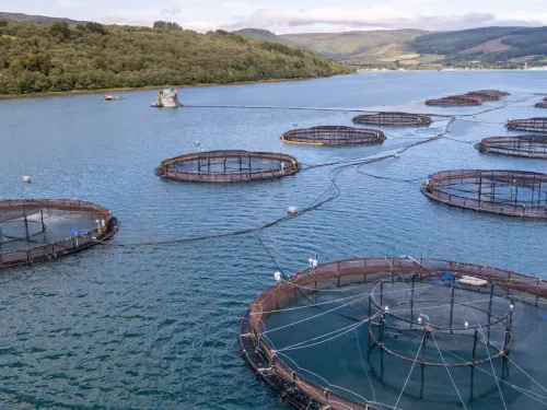 fisheries farm in scotland